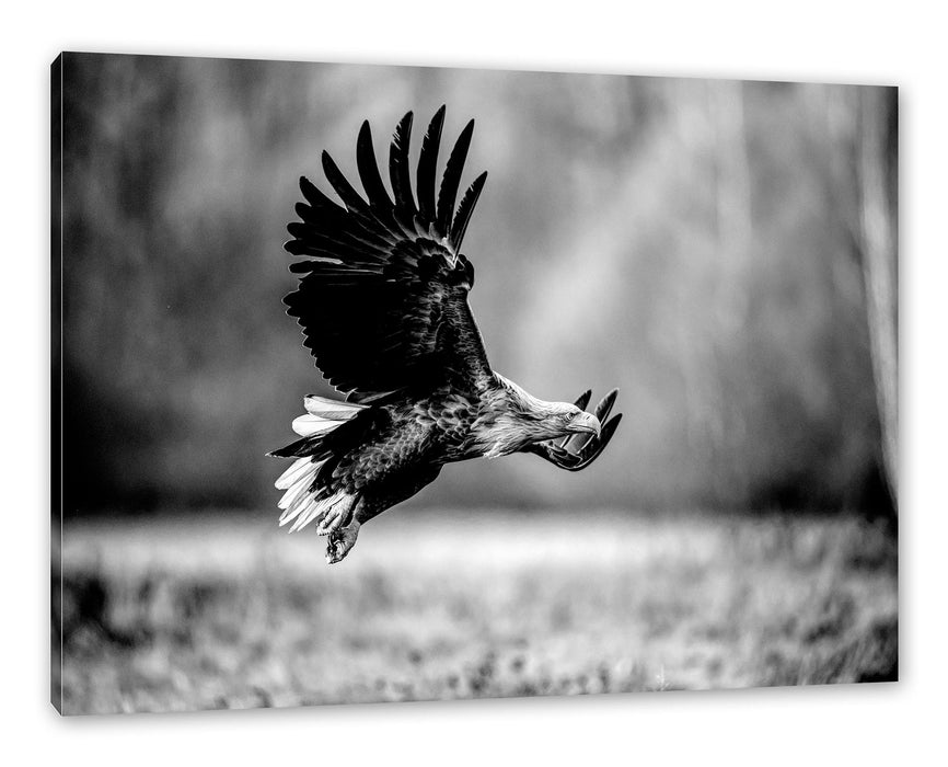 Pixxprint Nahaufnahme Adler bei der Jagd, Monochrome, Leinwandbild