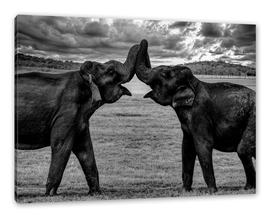 Elefanten Rüssel an Rüssel, Monochrome Leinwanbild Rechteckig