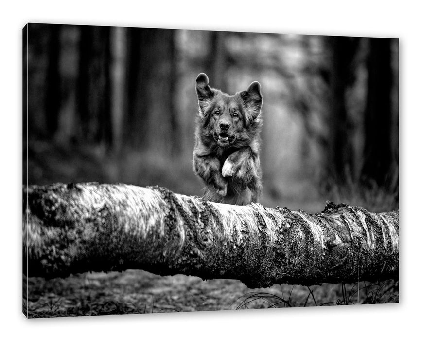 Pixxprint Hund springt über Baumstamm im Wald, Monochrome, Leinwandbild