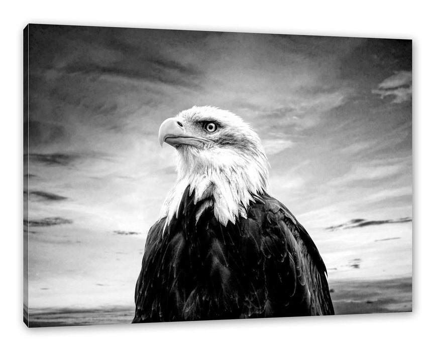 Pixxprint Weisskopfseeadler im Sonnenuntergang, Monochrome, Leinwandbild