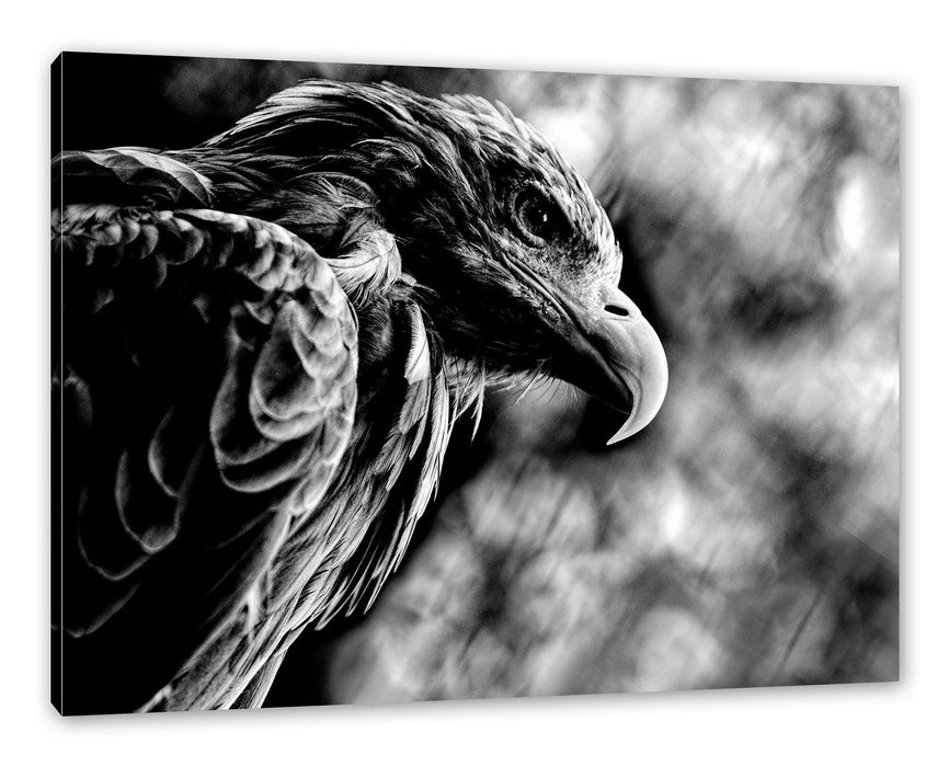 Pixxprint Mächtiger Adler Nahaufnahme, Monochrome, Leinwandbild