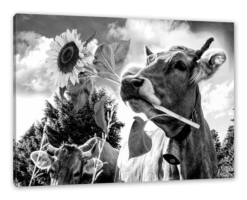 Nahaufnahme Kuh mit Sonnenblume im Maul, Monochrome Leinwanbild Rechteckig