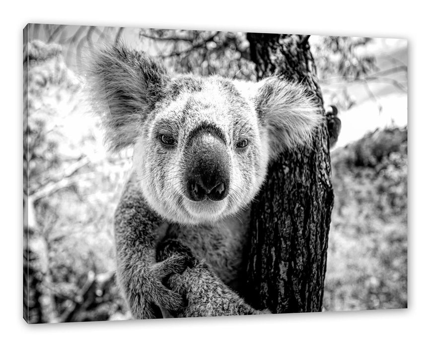 Pixxprint Neugieriger Koala am Baum Nahaufnahme, Monochrome, Leinwandbild