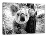 Neugieriger Koala am Baum Nahaufnahme, Monochrome Leinwanbild Rechteckig