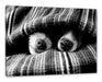 Hundeschnauzen unter Kuscheldecke, Monochrome Leinwanbild Rechteckig