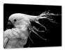 Papagei mit buntem Kamm, Monochrome Leinwanbild Rechteckig