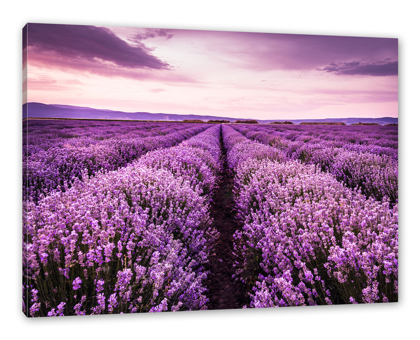Pixxprint blühendes Lavendelfeld, Leinwandbild