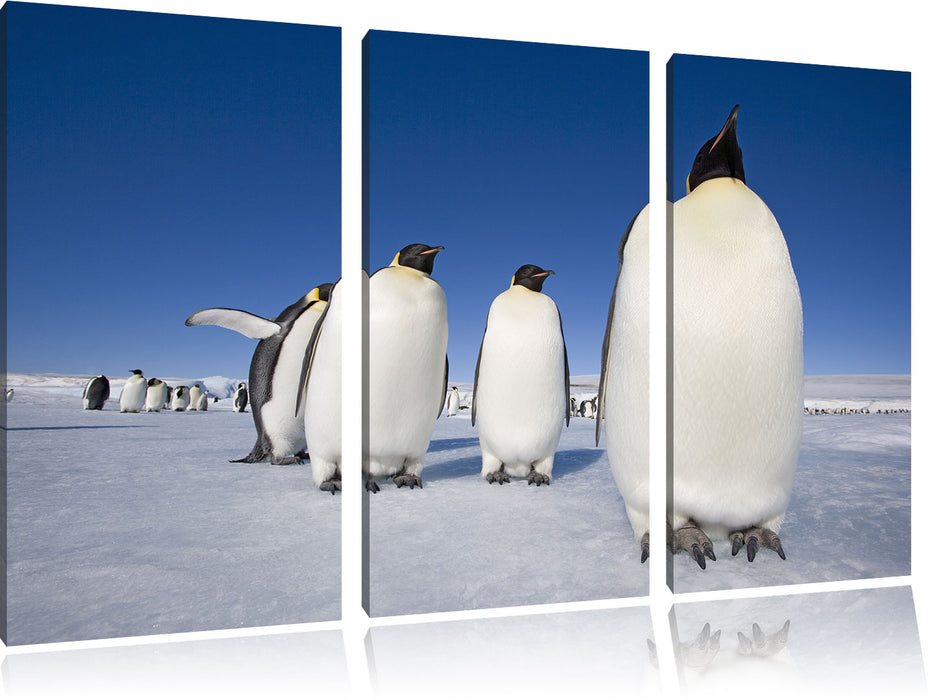 Kaiserpiguine in Antarktis Leinwandbild 3 Teilig
