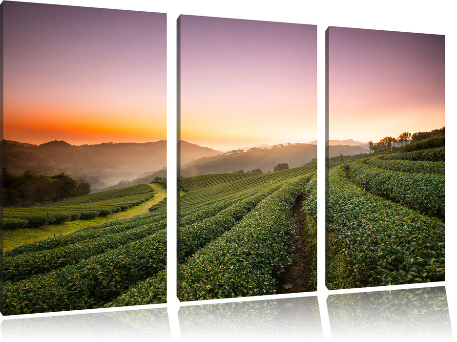 Sonnenaufgang Teeplantage Thailand Leinwandbild 3 Teilig