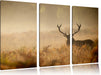 Rotwild Hirsch im Nebel Leinwandbild 3 Teilig