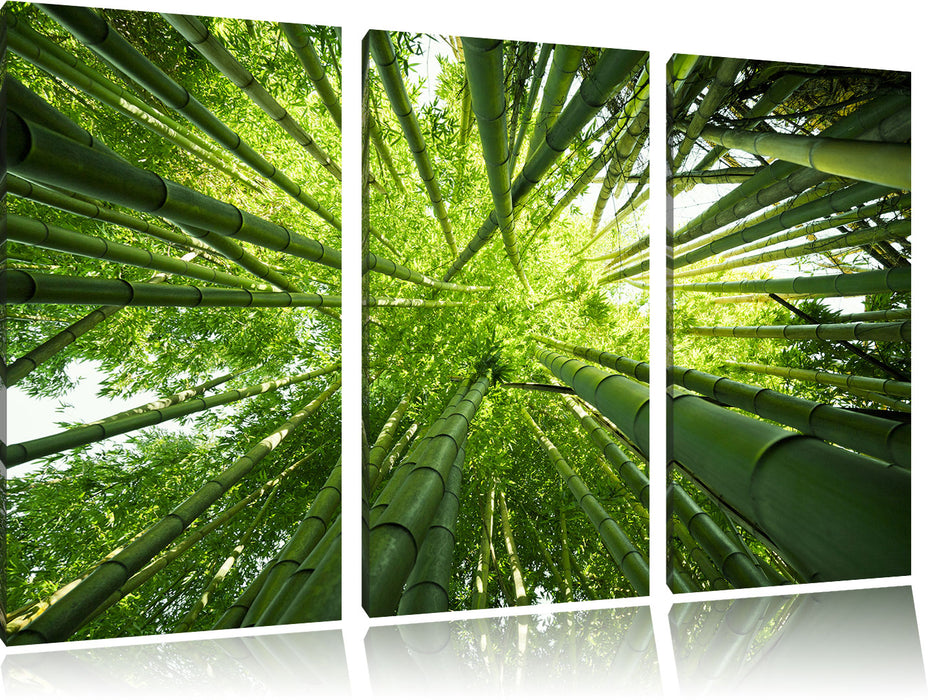 Grüner Bambus Leinwandbild 3 Teilig