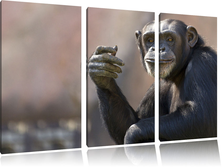Aufmerksamer Schimpanse Leinwandbild 3 Teilig