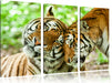 Zwei liebkosende Tiger Leinwandbild 3 Teilig