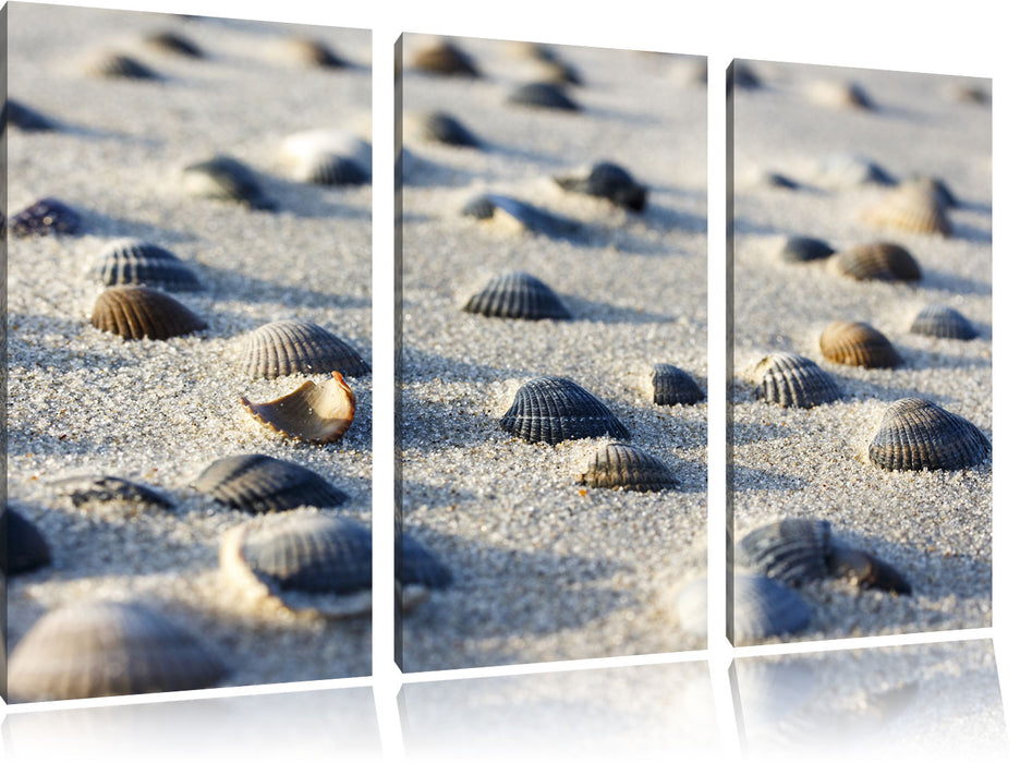 Muscheln im Sand Leinwandbild 3 Teilig