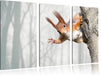Neugierig rotes Eichhörnchen Leinwandbild 3 Teilig