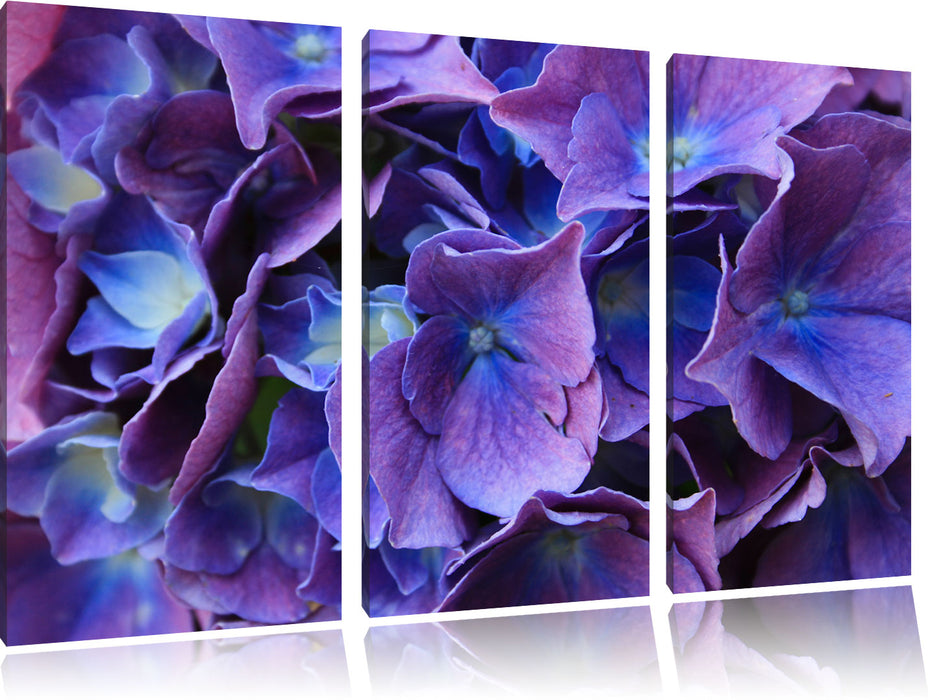 Blaue Hortensien Blüte Leinwandbild 3 Teilig