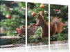 Eichhörnchen Leinwandbild 3 Teilig