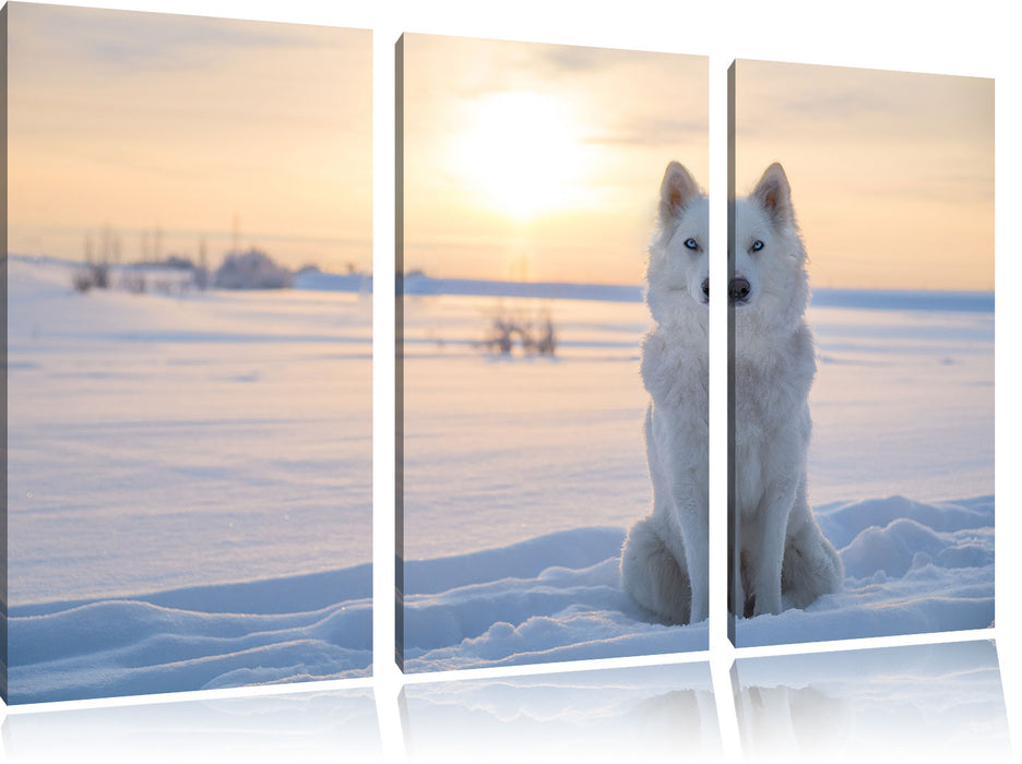 Weißer Wolf im Schnee Leinwandbild 3 Teilig
