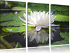 Weiße Lotusblume im Wasser Leinwandbild 3 Teilig