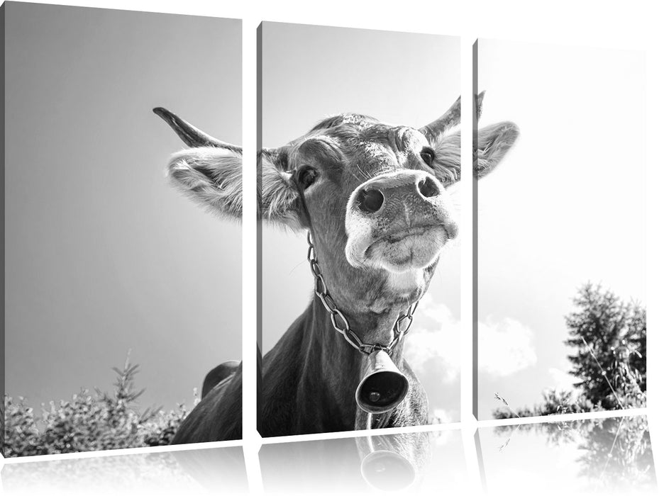 Portrait einer Kuh B&W Leinwandbild 3 Teilig