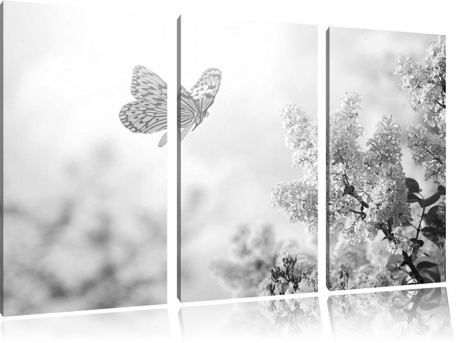 Schmetterling Kirschblüten B&W Leinwandbild 3 Teilig