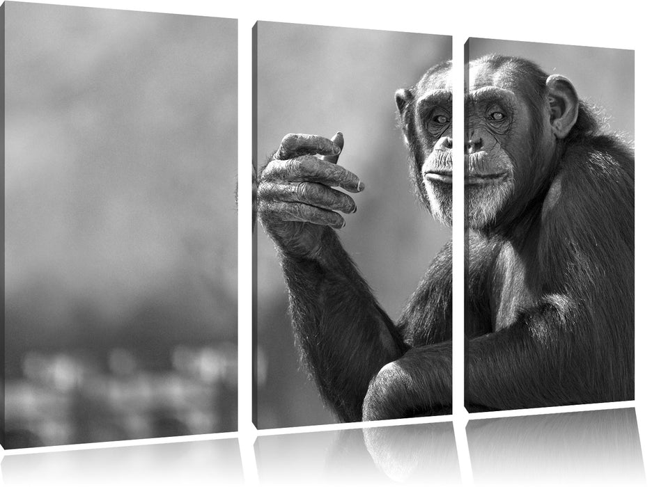 Aufmerksamer Schimpanse Kunst B&W Leinwandbild 3 Teilig
