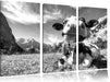 Kuh im Karwendelgebirge Kunst B&W Leinwandbild 3 Teilig