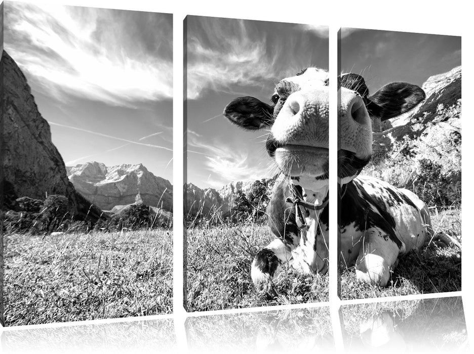 Kuh im Karwendelgebirge Kunst B&W Leinwandbild 3 Teilig