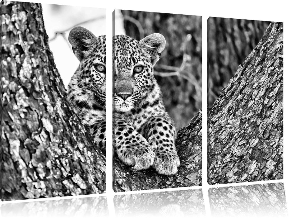 Leopardenbaby Leinwandbild 3 Teilig