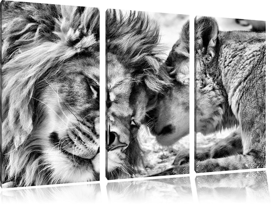 Kuschelnde Löwen B&W Leinwandbild 3 Teilig