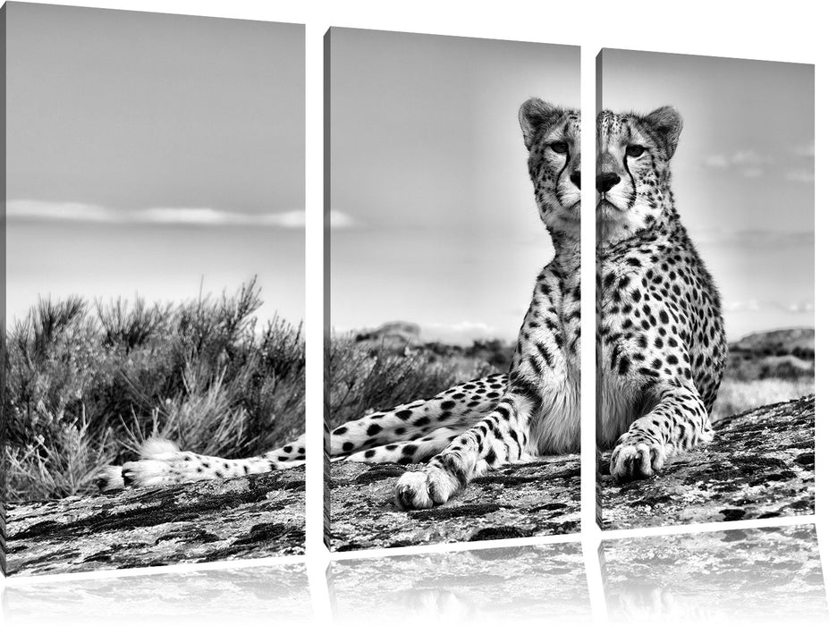 Gepard in Savanne B&W Leinwandbild 3 Teilig