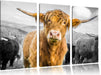 Blick einer Kuh an der Weide B&W Leinwandbild 3 Teilig