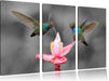 Kolibris in den Tropen Leinwandbild 3 Teilig
