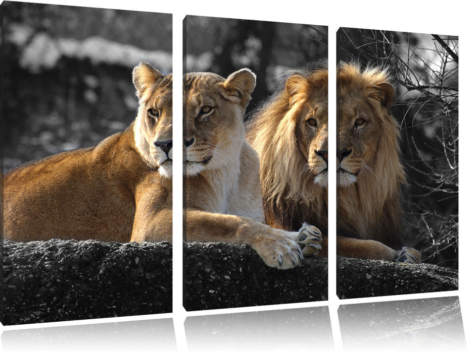 interessiertes Löwenpaar Leinwandbild 3 Teilig