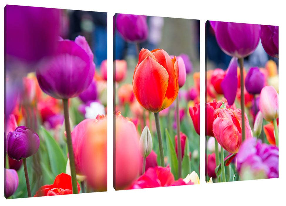 Bunte holländische Tulpen Nahaufnahme Leinwanbild 3Teilig