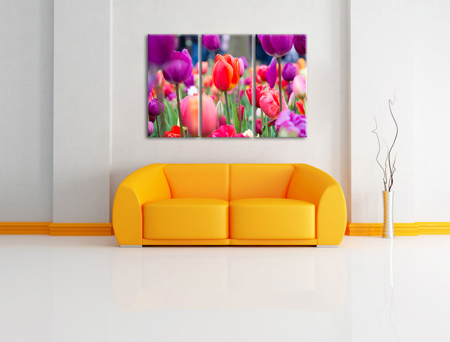 Bunte holländische Tulpen Nahaufnahme Leinwanbild Wohnzimmer 3Teilig