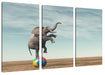 Elefant in der Wüste balanciert auf Ball Leinwanbild 3Teilig