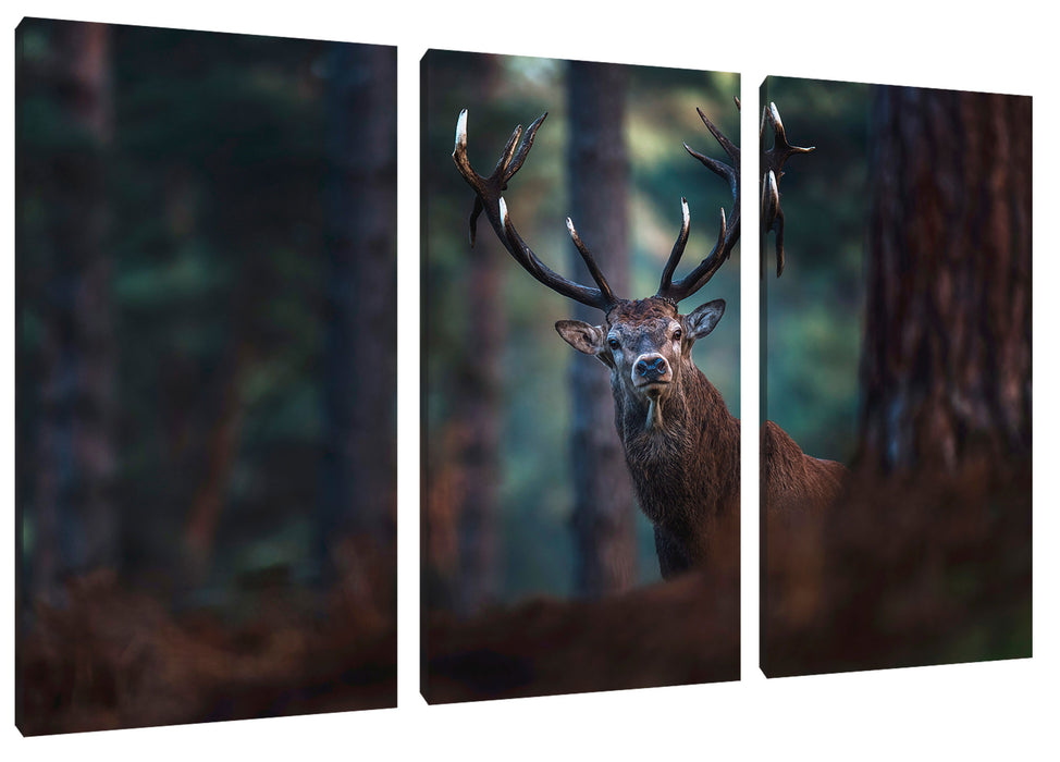 Hirsch im Wald schaut neugierig in die Kamera Leinwanbild 3Teilig