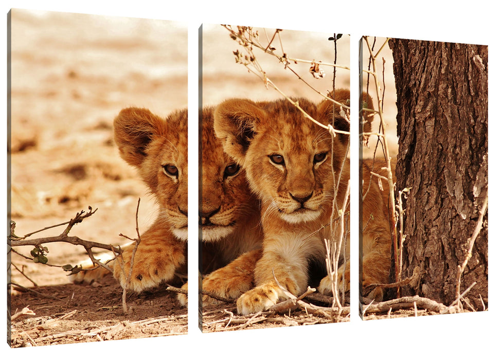 Junge Löwen im Schatten eines Baumes Leinwanbild 3Teilig