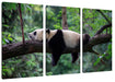 Schlafender Panda auf Baumstamm Leinwanbild 3Teilig
