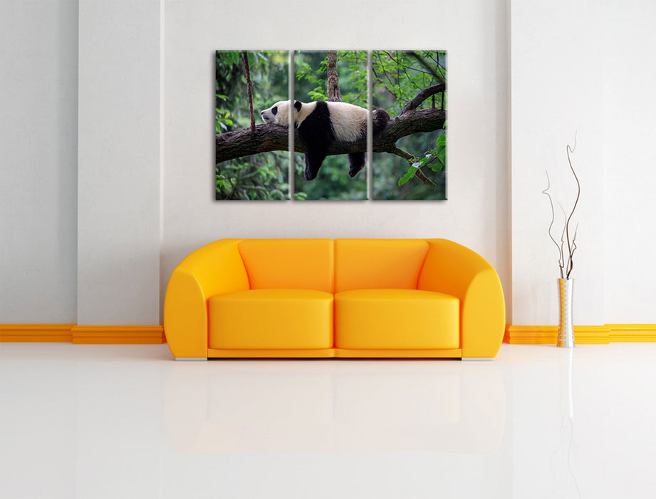 Schlafender Panda auf Baumstamm Leinwanbild Wohnzimmer 3Teilig