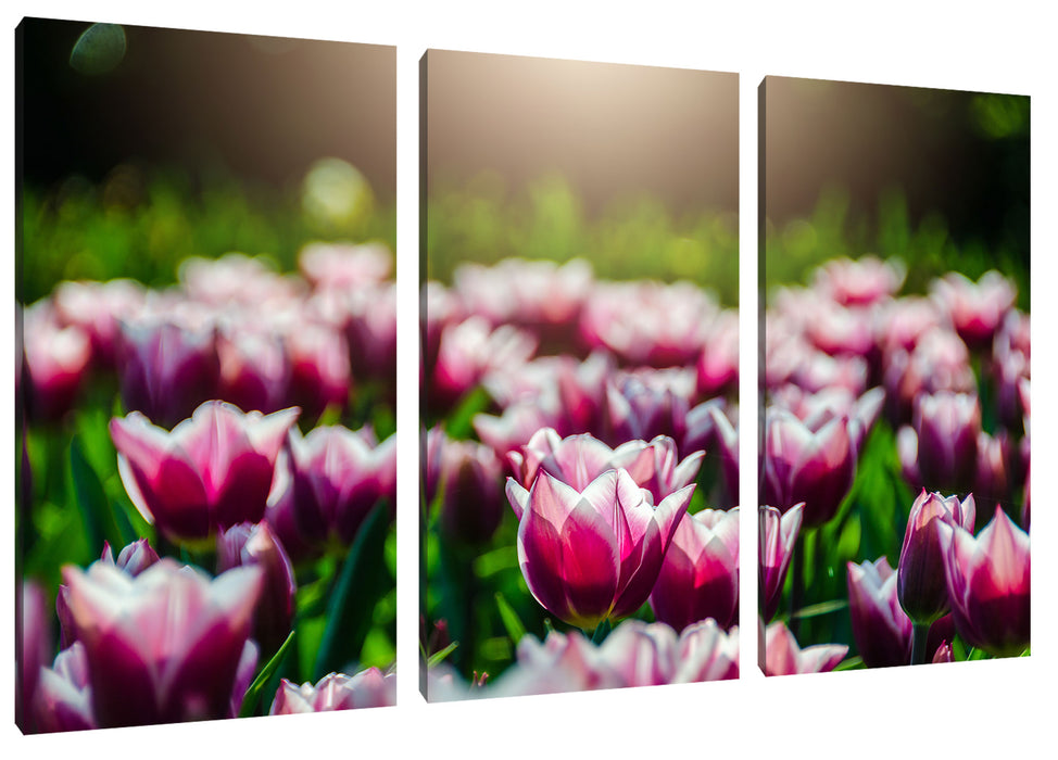 Nahaufnahme zweifarbige Tulpen Leinwanbild 3Teilig