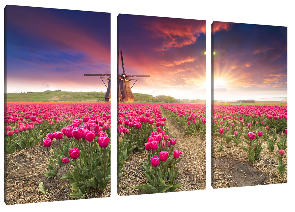 Tulpenfeld mit Mühle bei Sonnenuntergang Leinwanbild 3Teilig