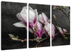 Aufblühende Magnolie isoliert Leinwanbild 3Teilig