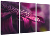 Nahaufnahme Tropfen auf lila Blume Leinwanbild 3Teilig