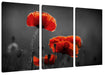Mohnblumen auf einer Wiese in der Nacht B&W Detail Leinwanbild 3Teilig