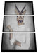 Hirschkopf Menschenkörper im Pullover B&W Detail Leinwanbild 3Teilig