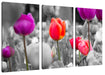 Bunte holländische Tulpen Nahaufnahme B&W Detail Leinwanbild 3Teilig