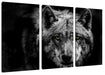 Nahaufnahme Wolf mit gelben Augen B&W Detail Leinwanbild 3Teilig