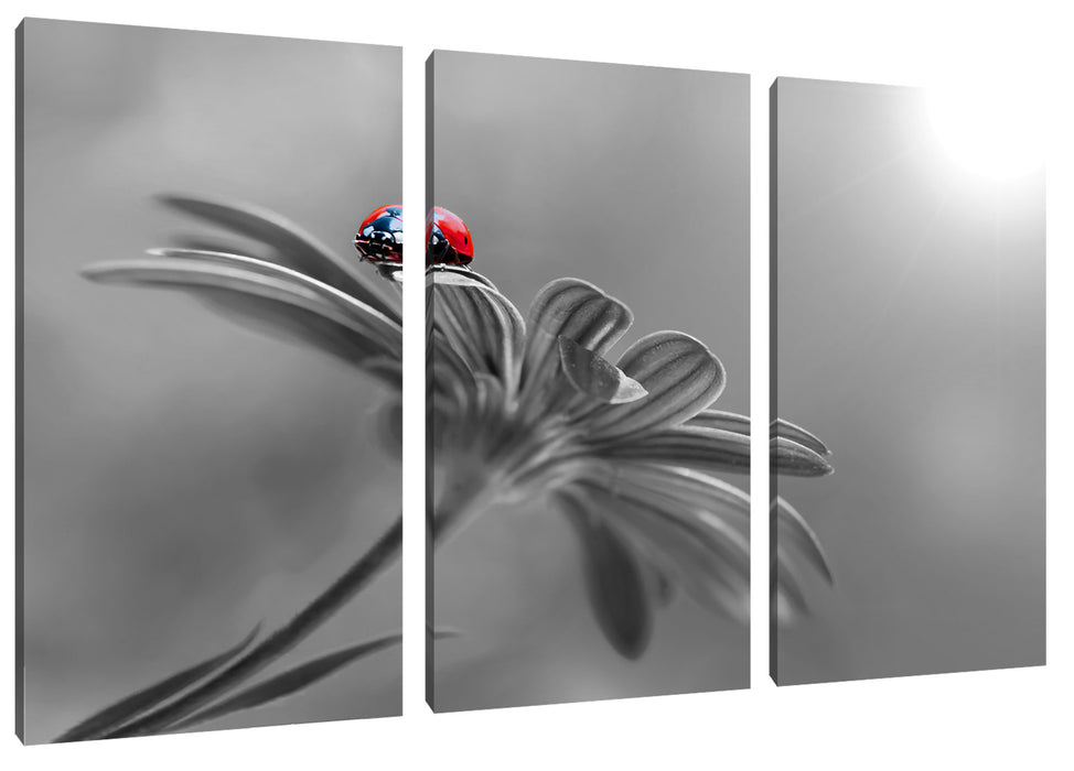 Merienkäfer auf roter Blüte Nahaufnahme B&W Detail Leinwanbild 3Teilig